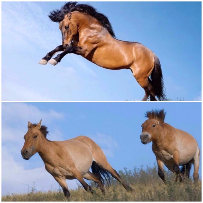 Мустанг и лошадь Пржевальского