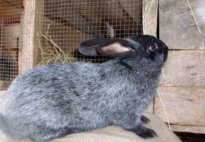 Вуалево-серебристый кролик