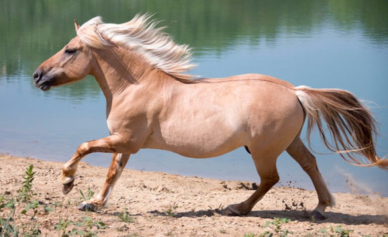 Буланый конь какой это цвет, описание, фото, подмастки буланой масти