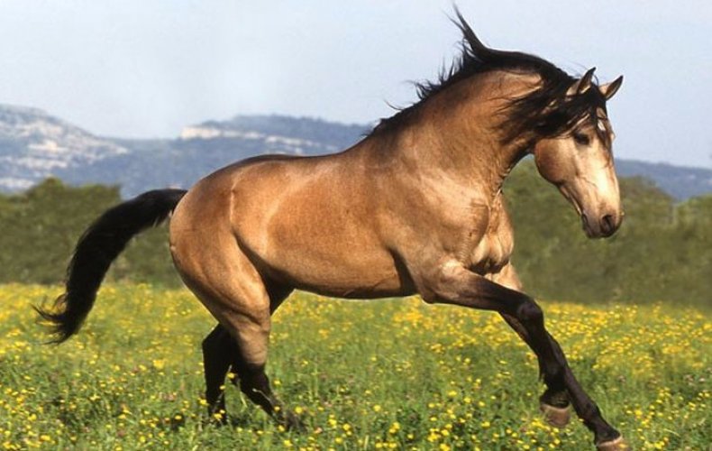 Буланый конь какой это цвет, описание, фото, подмастки буланой масти