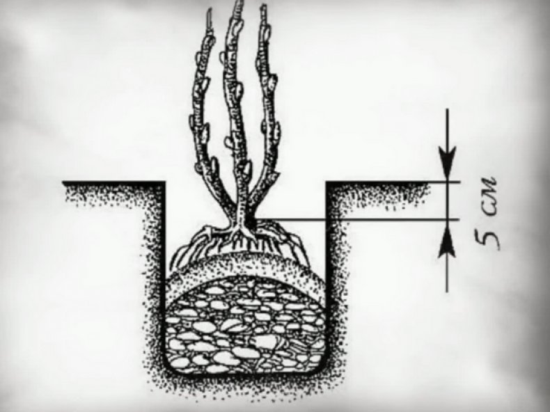 Жимолость «Нимфа» фото, описание, характеристика, особенности выращивания