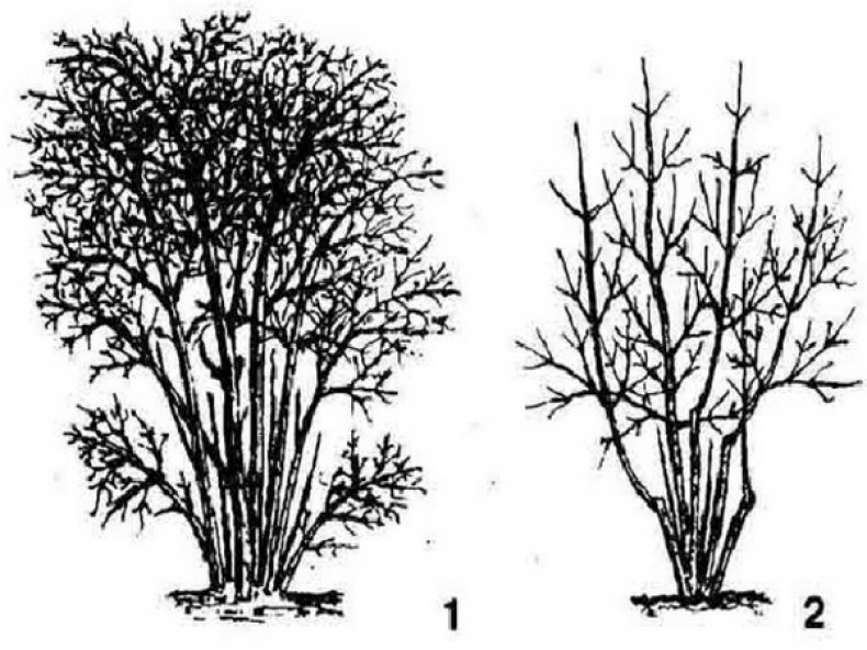 Жимолость «Нимфа» фото, описание, характеристика, особенности выращивания