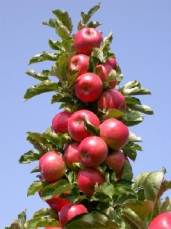10 лучших сортов колоновидных яблонь для вашего сада