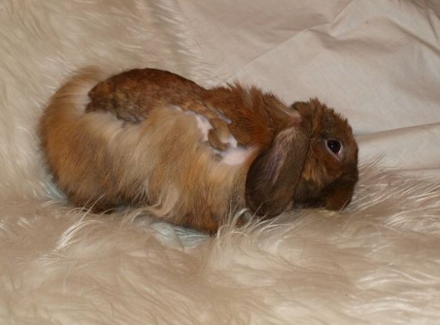 Биовит Для Кроликов Инструкция