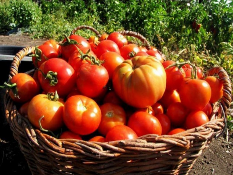 Урожай помидоров «Взрыв»