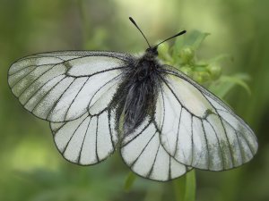 Бабочки боярышницы