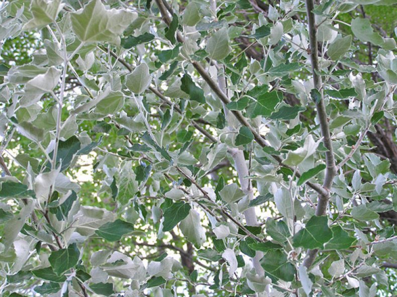 Листья тополя белого