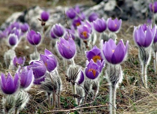 Какую траву нельзя давать кроликам фото