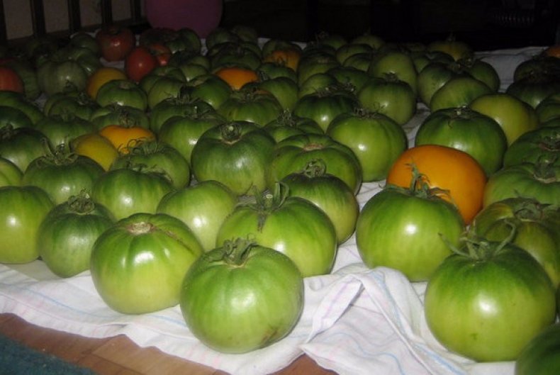 Дозаривание томатов