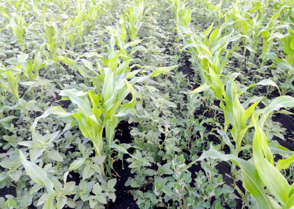 Гербицид «Дикамба»: описание, инструкция по применению