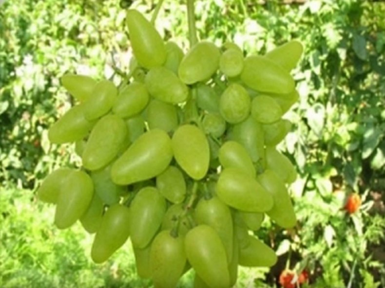 Сорт винограда «Белое чудо»