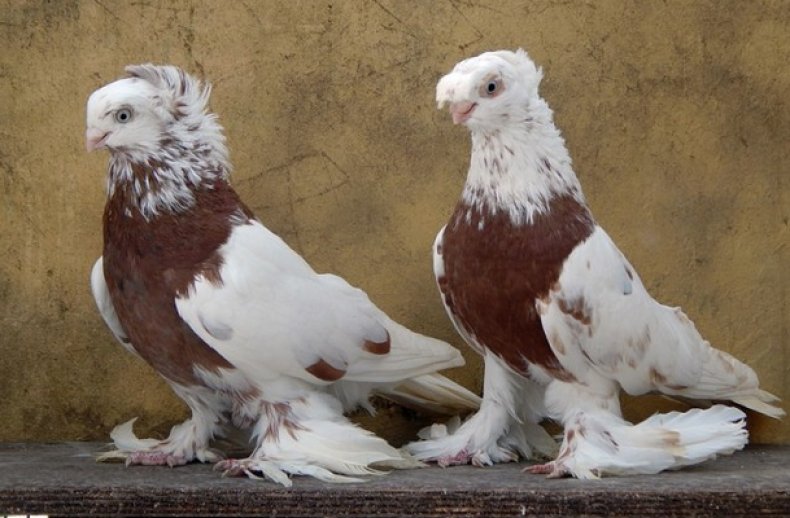 Узбекские бойные голуби