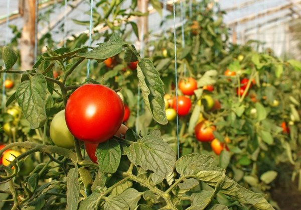 Болезни томатов в теплице причины профилактика и лечение