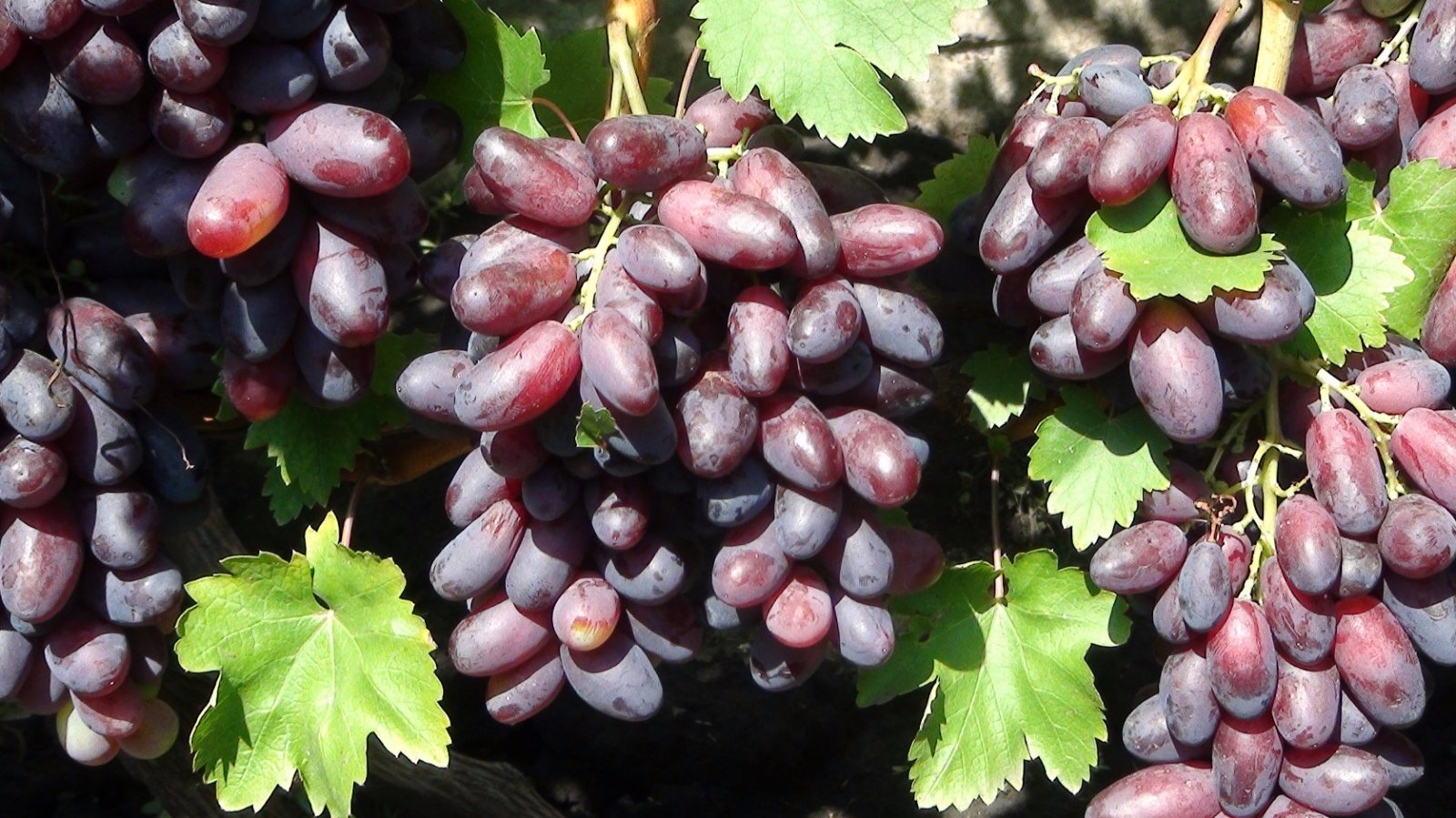 Виноград изюминка. Виноград изюминка гф17-241. Изюмные сорта винограда. Сорт винограда изюминка. Ризауш сорт винограда.
