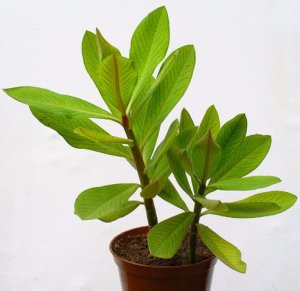 «Дерево любви» Синадениум: фото комнатного суккулентного растения и особенности его выращивания