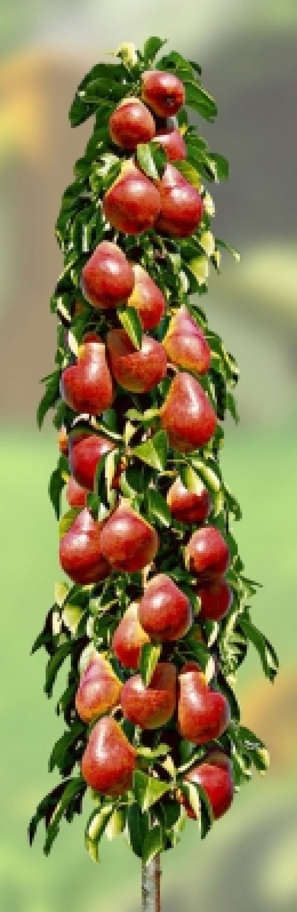 Колоновидные плодовые груши сорта