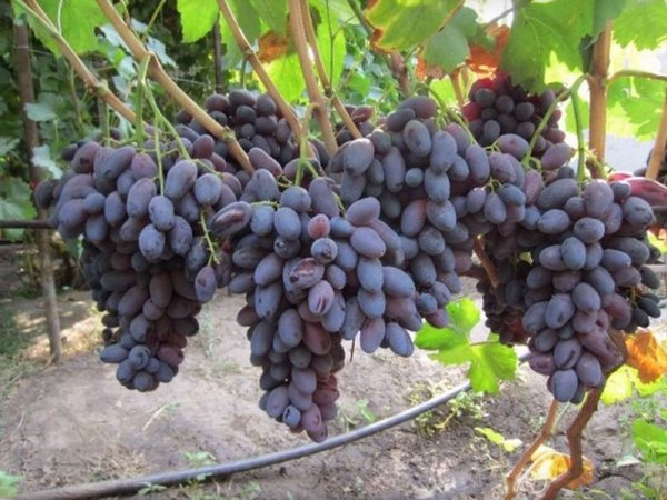 Сорт винограда ромина фото и описание