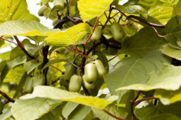 Actinidia kolomikta Actinidia kolomikta
