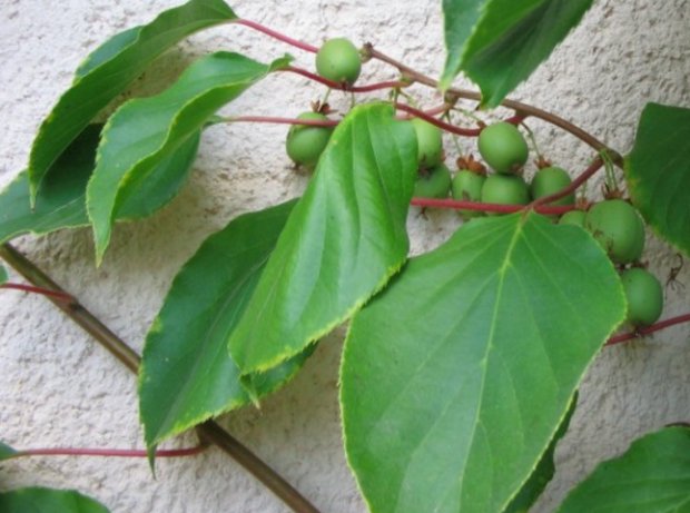 Actinidia arguta Actinidia arguta