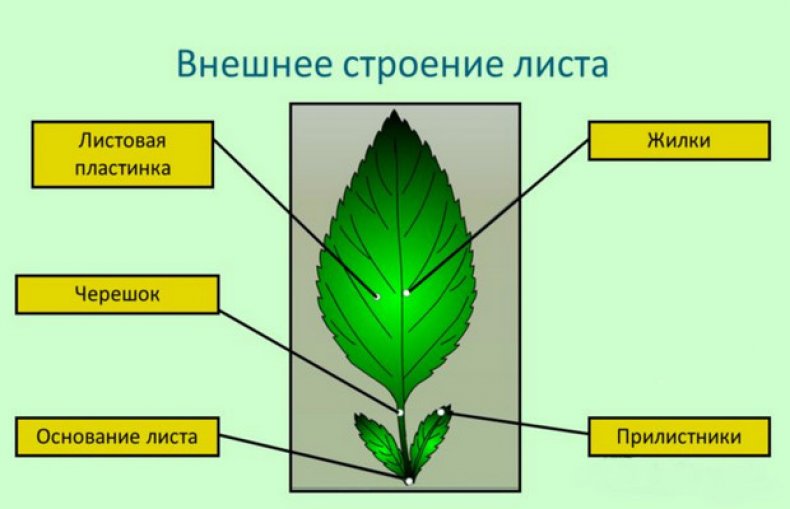 Внутреннее строение и основные типы листьев
