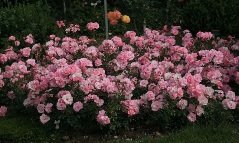 Розы Боника