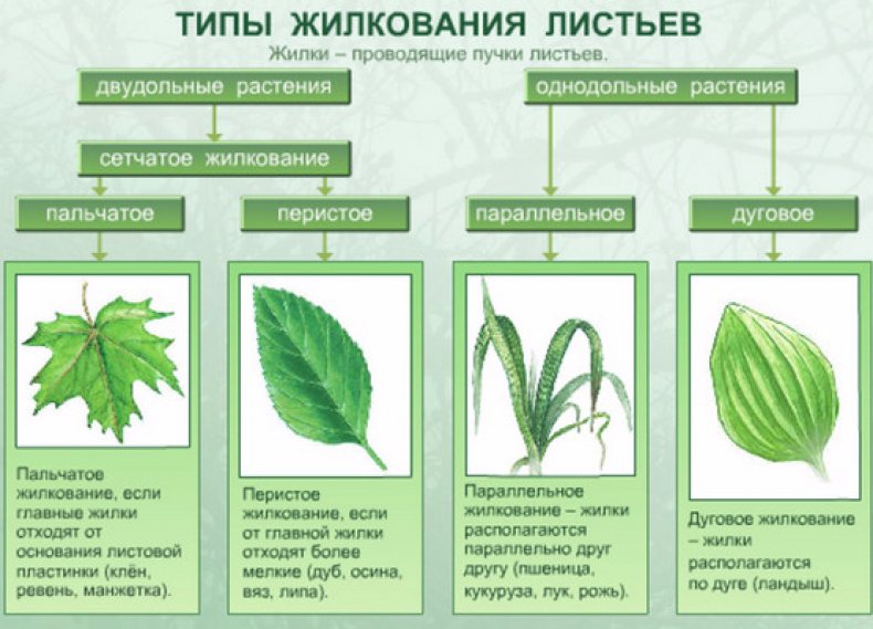 Внутреннее строение и основные типы листьев