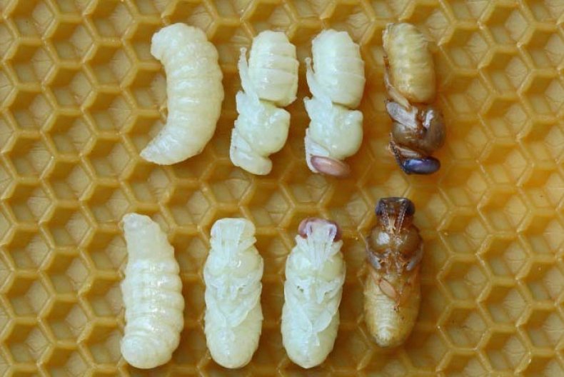 Личинка пчела
