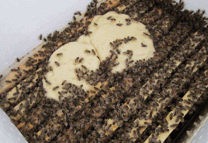 Подкормка пчел канди