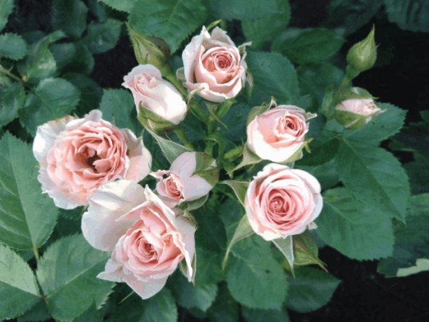 Роза спрей глориус фото и описание
