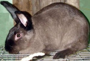 Кролик породы Мардер