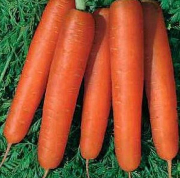 Морковь Нантская Описание Сорта Фото Отзывы