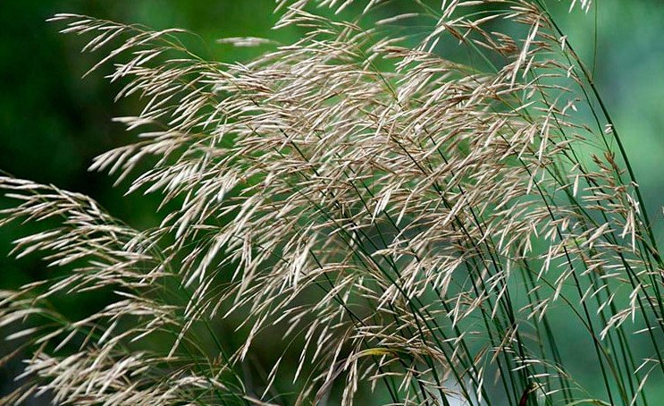 Трава костер безостый: описание, фото, применение, выращивание, нормы ...