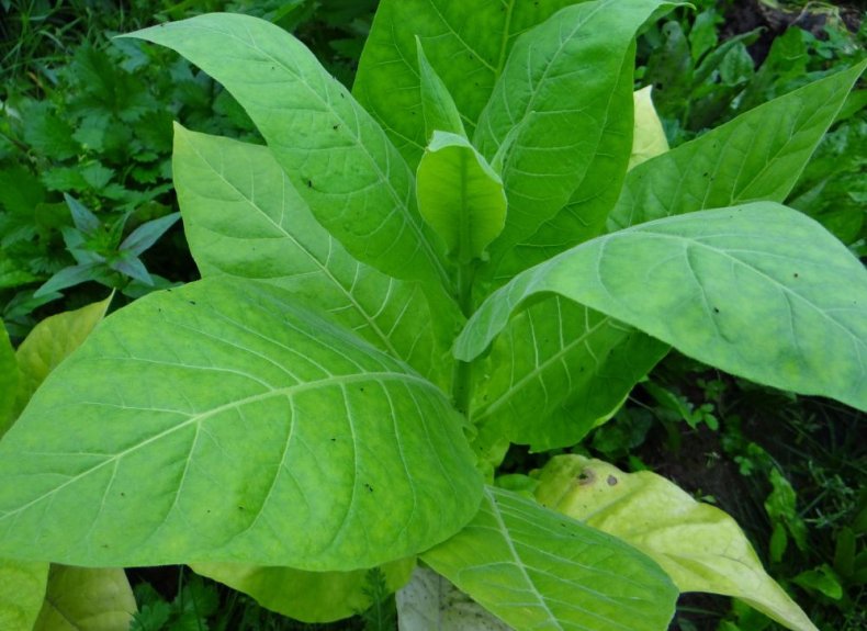 Самосад табак как выращивать в домашних условиях черноземье