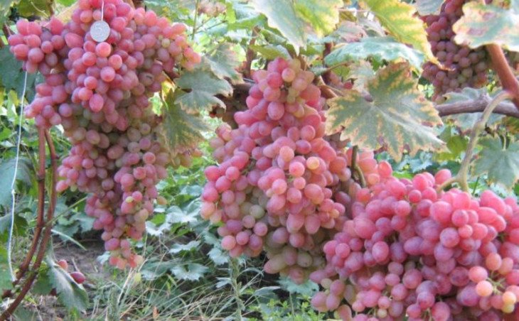 Виноград кишмиш ламборджини