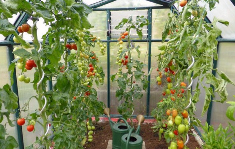 Как поливать помидоры в теплице из поликарбоната (видео)