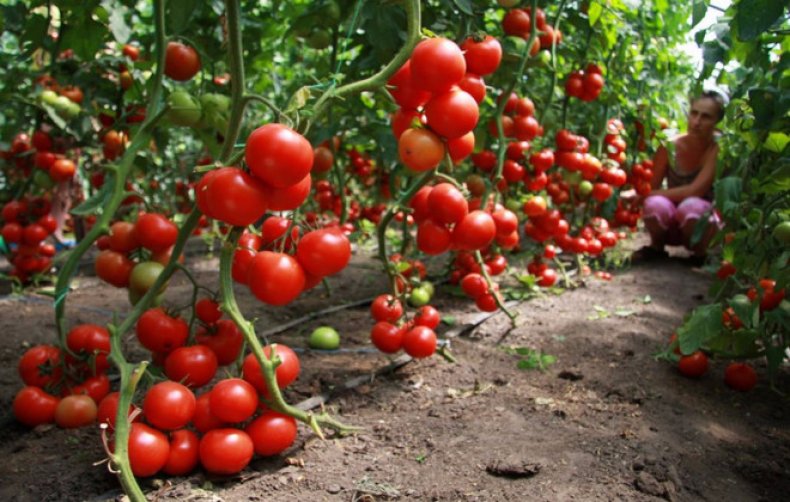 Как поливать помидоры в теплице из поликарбоната (видео)
