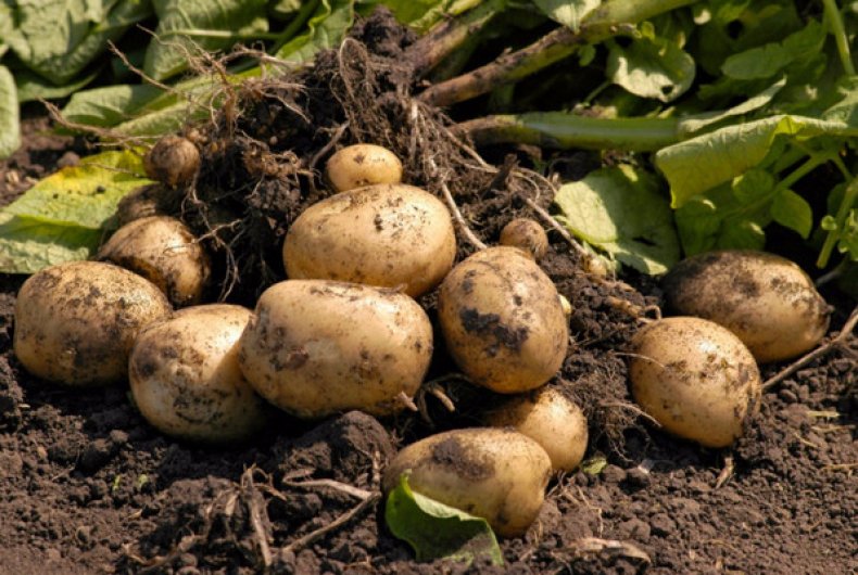 Характеристика сорта картофеля Лорх