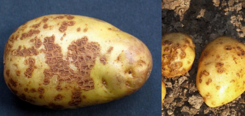 Болезни картофеля
