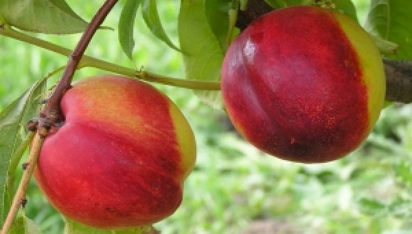 Как ухаживать за персиковым деревом: осенью, посадка, в саду