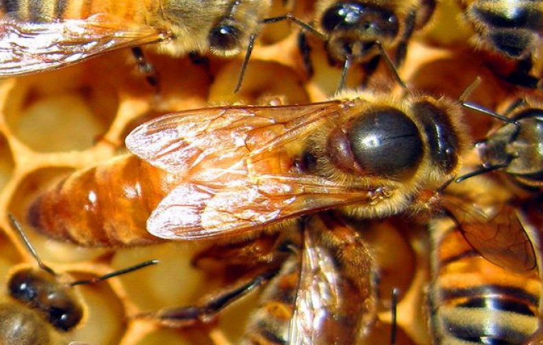 размножение, пчела, искусственный, основного взятка, Аналогичным образом
