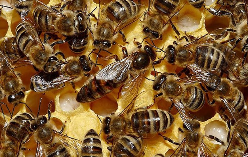размножение, пчела, искусственный, основного взятка, Аналогичным образом