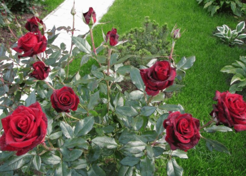 Роза Black Magic в саду