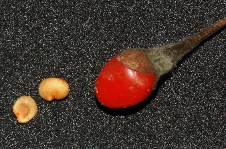 Семена ягод годжи