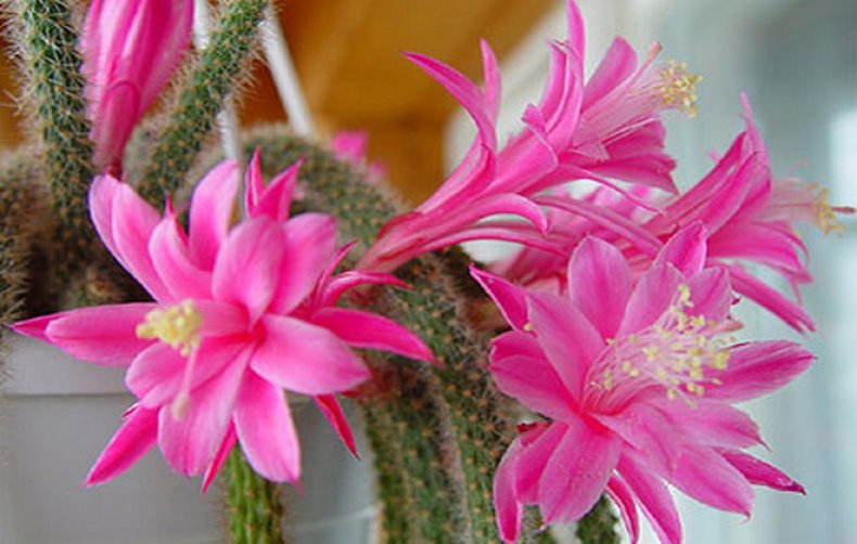 Домашние цветущие кактусы названия, фото, описание популярных видов