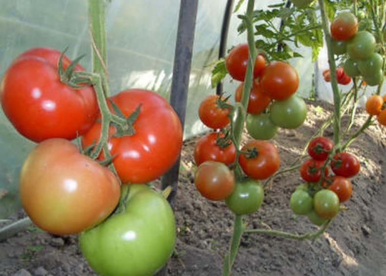 кладоспориоз, томат, бурый, оливковый, пятнистость, описание
