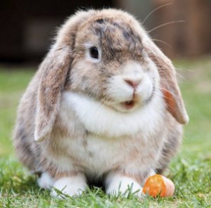 Забой кролика в домашних условиях как забить и разделать животное (видео)