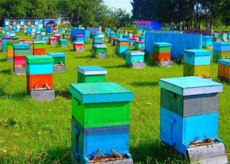 Ловушки для пчёл