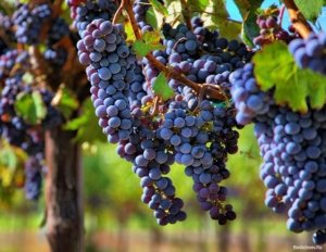 Виноград - вкусный осенний плод