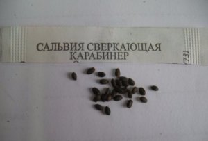 Семена сальвии