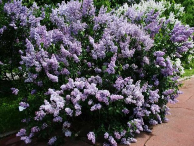 C����� ������������